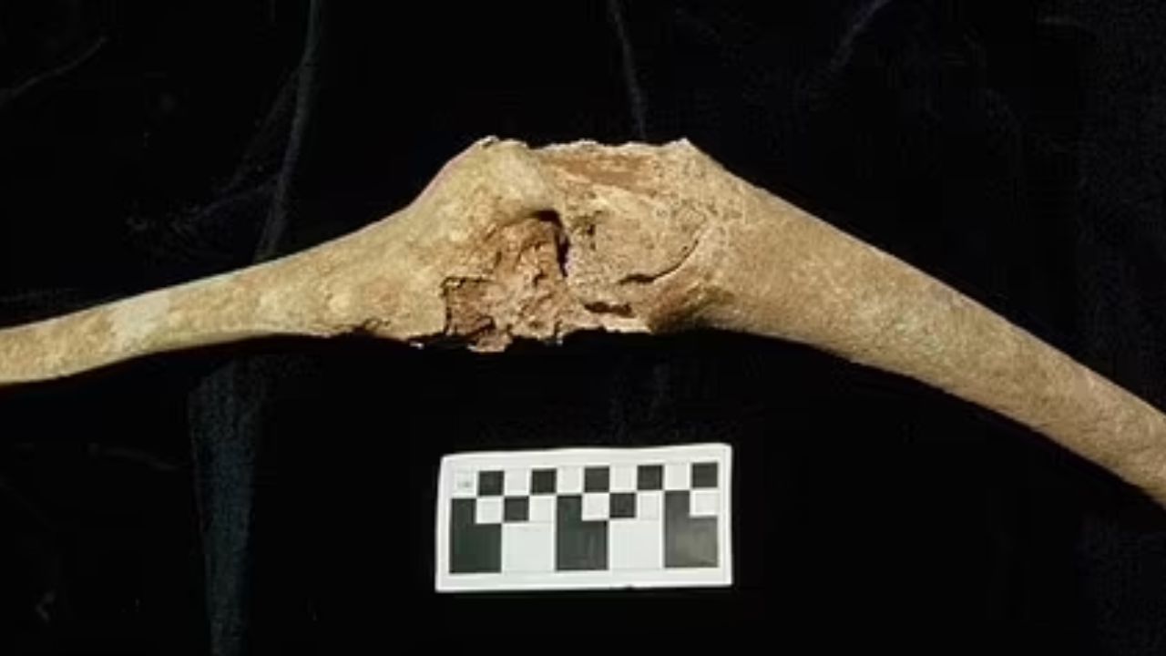 Ossos encontrados na tumba - journal of archaeological science reports
