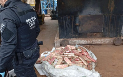 PCPR incinera 785 quilos de drogas em Francisco Beltrão