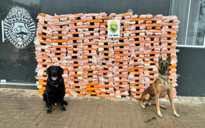 canis da PMPR causam prejuízo de R$ 900 milhões ao crime desde 2023