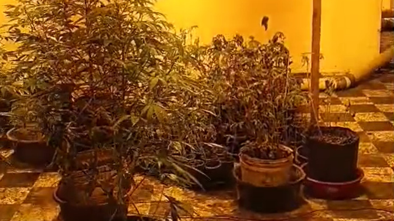 Vídeo: PM encontra estufa de maconha e prende três em flagrante em Curitiba