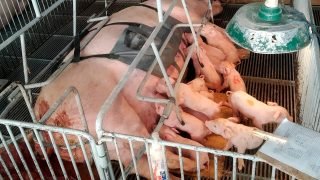 Foto: Governo do Paraná