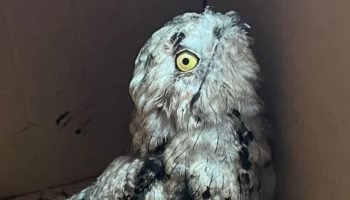 Filhote de urutau resgatado em Puerto Iguazú. — Foto: H2FOZ