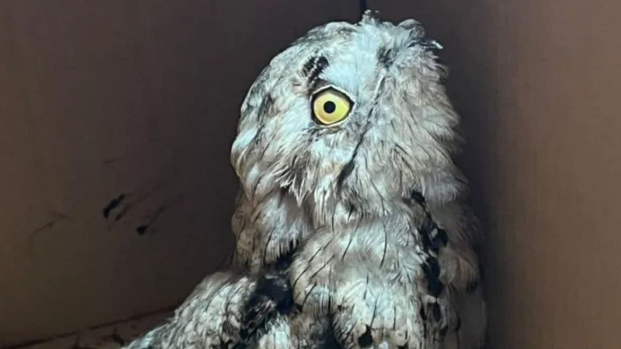 Filhote de urutau resgatado em Puerto Iguazú. — Foto: H2FOZ