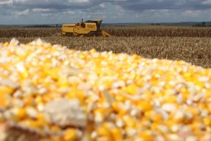 Foto: Foto: Jonas Oliveira/SEAB