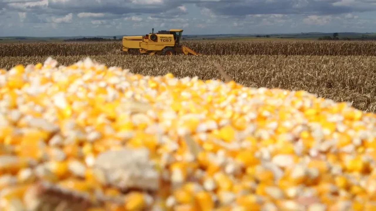 Foto: Foto: Jonas Oliveira/SEAB