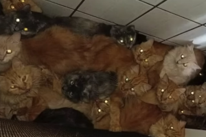 1779997862_400-gatos-apartamento-sc006431160202605281302.png
