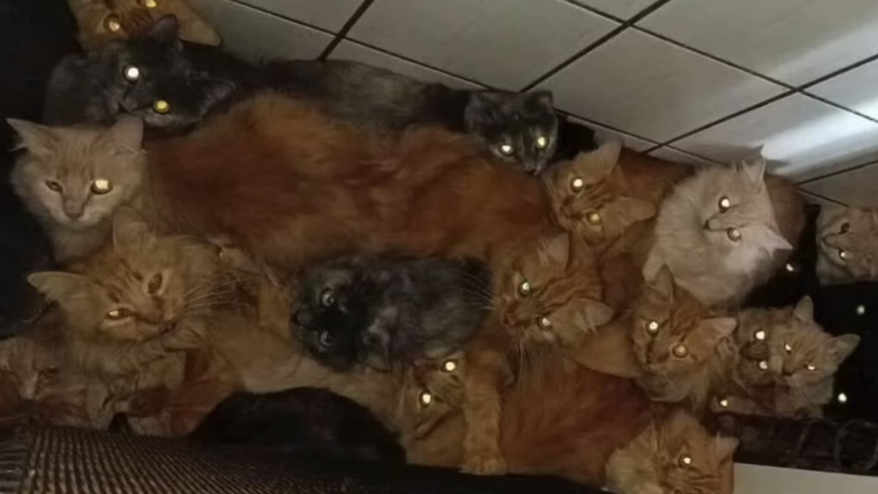 1779997862_400-gatos-apartamento-sc006431160202605281302.png