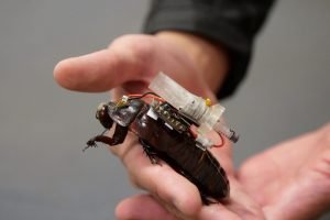 2026-08-27t094421z-185562462-rc2nqmax5zc6-rtrmadp-3-australia-tech-cockroach