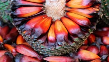 Foto: Foto: Mauro Scharnik/IAT