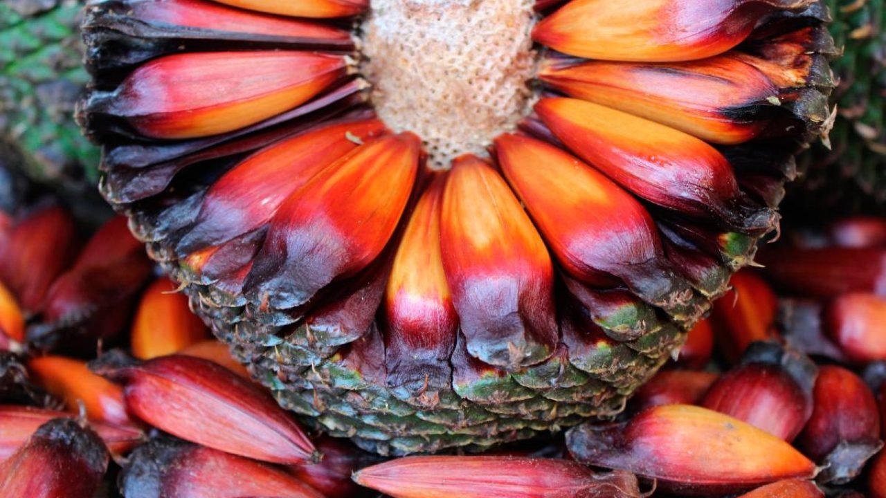 Foto: Foto: Mauro Scharnik/IAT