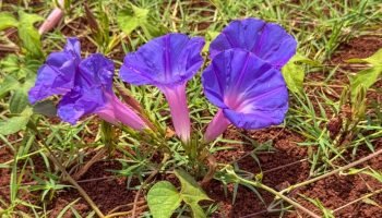 Gloria-da-manhã em Foz do Iguaçu — Foto: H2FOZ