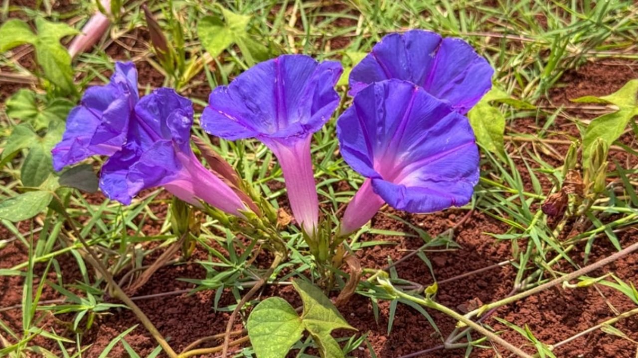 Gloria-da-manhã em Foz do Iguaçu — Foto: H2FOZ