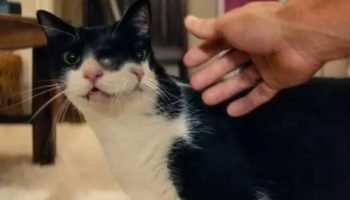 O Agente Secreto — Foto: 1 de 1 O Agente Secreto - Foto: null