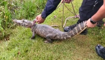 Jacaré capturado em rua de Ciudad del Este — Foto: H2FOZ