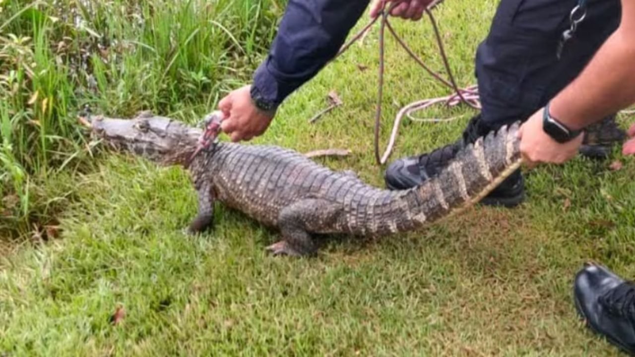 Jacaré capturado em rua de Ciudad del Este — Foto: H2FOZ