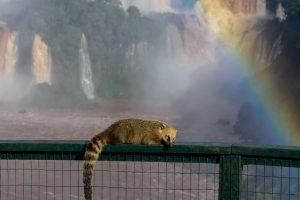 250426-quati-cataratas