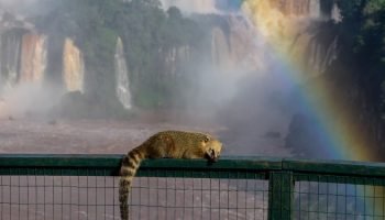 250426-quati-cataratas