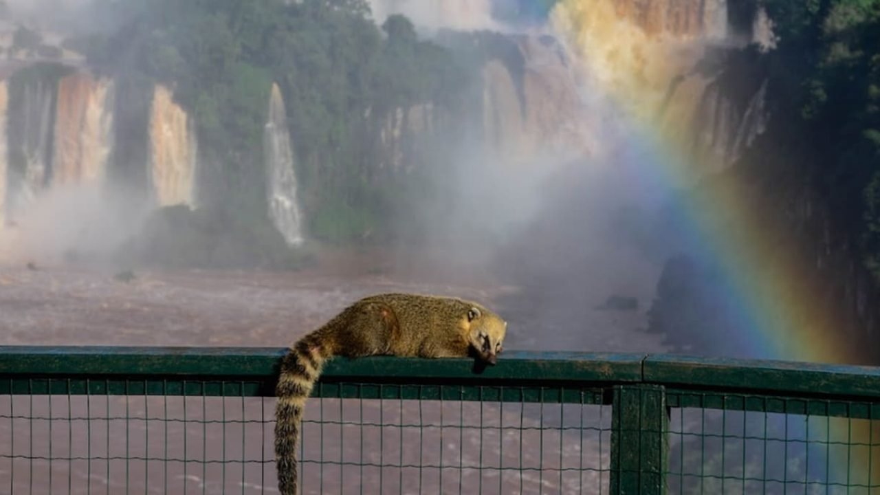 250426-quati-cataratas