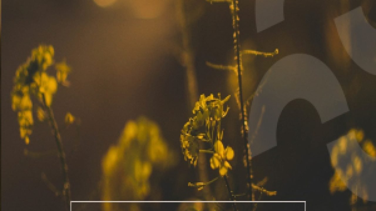 2f09c1ba08b7dbf1732d4be3f5564aba-1