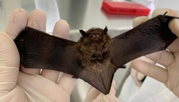 Foto: Governo do Paraná