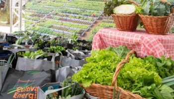 Foto: Governo do Paraná