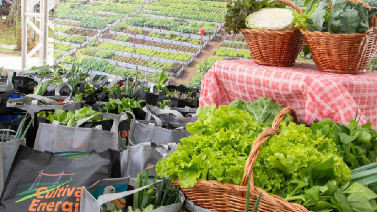 Foto: Governo do Paraná