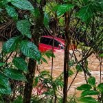 Fox-levado-pela-Chuva.jpg