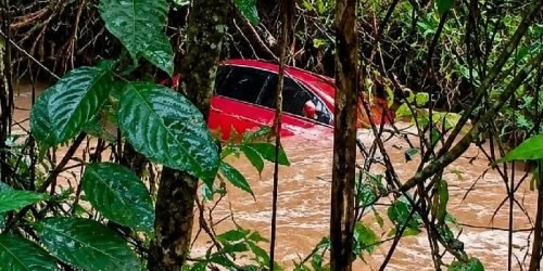 Fox-levado-pela-Chuva.jpg