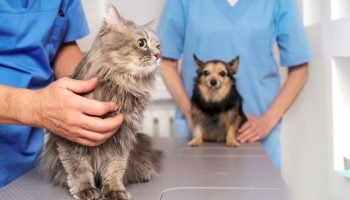 Hospitais veterinários públicos são necessários para diminuir o sofrimento dos a