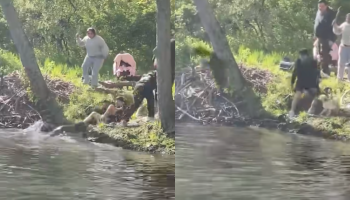Vídeo mostra animal sendo arremessado após ataque. — Foto: Vídeo mostra animal s