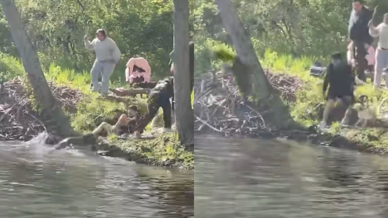 Vídeo mostra animal sendo arremessado após ataque. — Foto: Vídeo mostra animal s