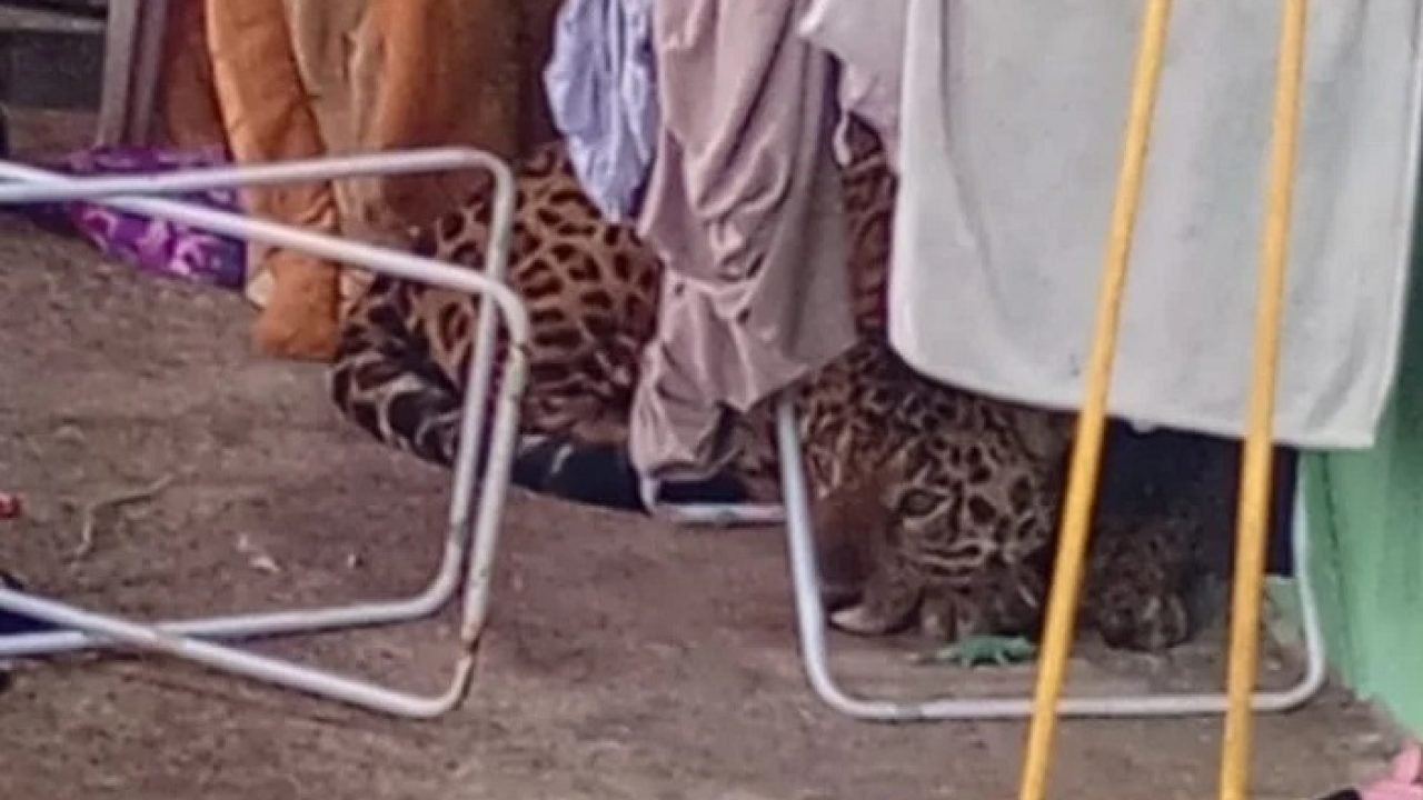 Onca-Pintada.jpg