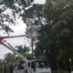 Remocao-de-arvore-576x1024.jpeg