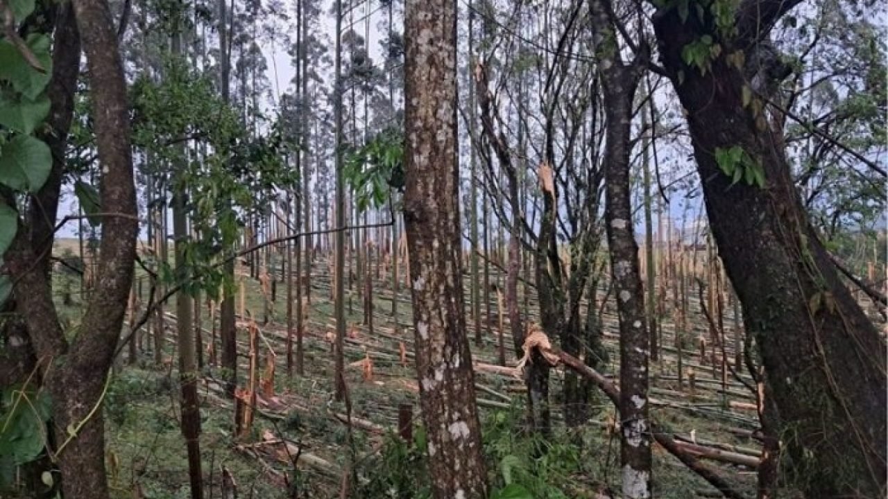 Tornado-no-Parana.jpg