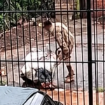 abandonada-em-saco006768050202610121526.png