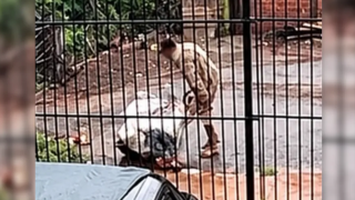 abandonada-em-saco006768050202610121526.png