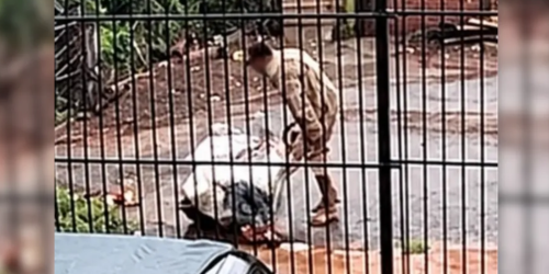 abandonada-em-saco006768050202610121526.png