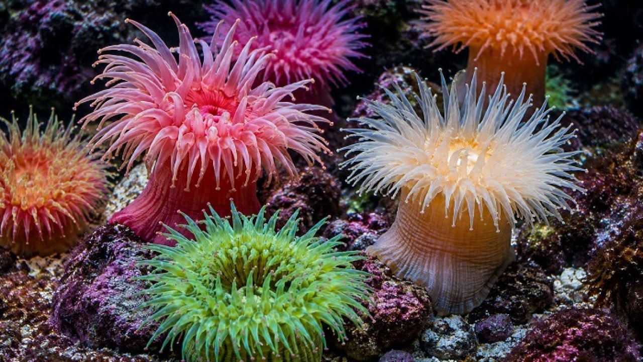 anemonas-do-mar-1.jpg