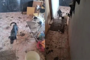 animais-resgate-pm006608800202607112004.webp.webp