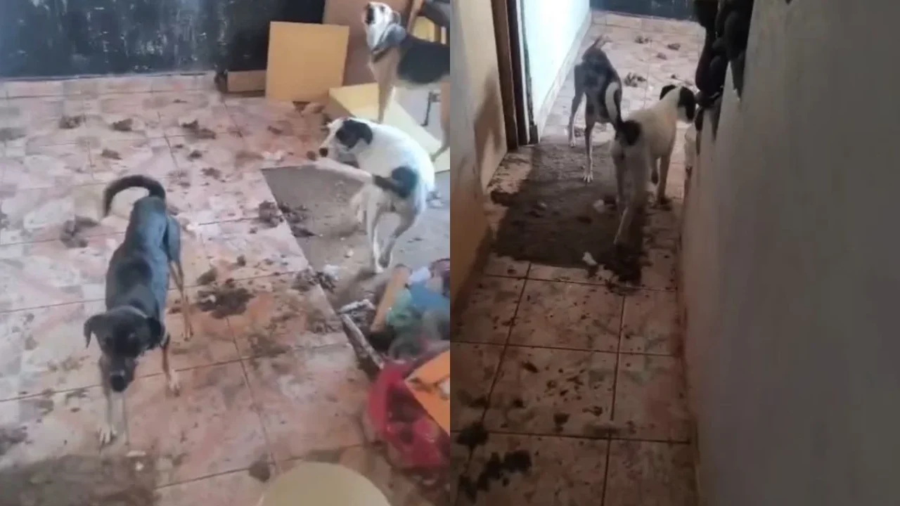 animais-resgate-pm006608800202607112004.webp.webp