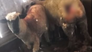 Ovelhas são atacadas por animal em Mandirituba — Foto: Ovelhas são atacadas por