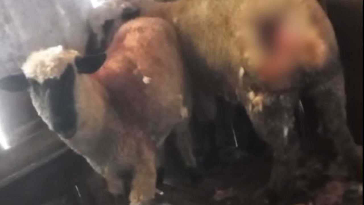 Ovelhas são atacadas por animal em Mandirituba — Foto: Ovelhas são atacadas por