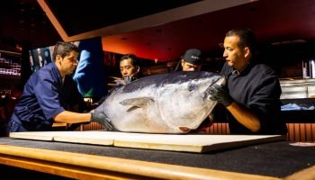 Atum gigante será servido em cerimônia japonesa nesta quinta-feira (23), em Foz