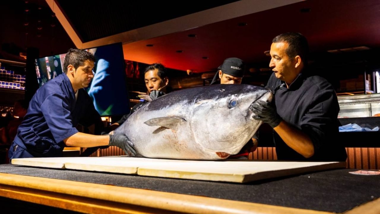 Atum gigante será servido em cerimônia japonesa nesta quinta-feira (23), em Foz