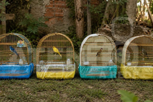 aves-silvestres006496040202607041801.png