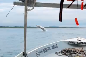 baleia-paranagua006485330202606281813.png