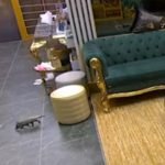 Um gambá foi visto circulando pela sala da casa do BBB 26. — Foto: 1 de 1 bbb-26