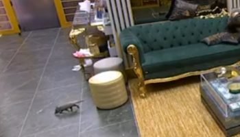 Um gambá foi visto circulando pela sala da casa do BBB 26. — Foto: 1 de 1 bbb-26