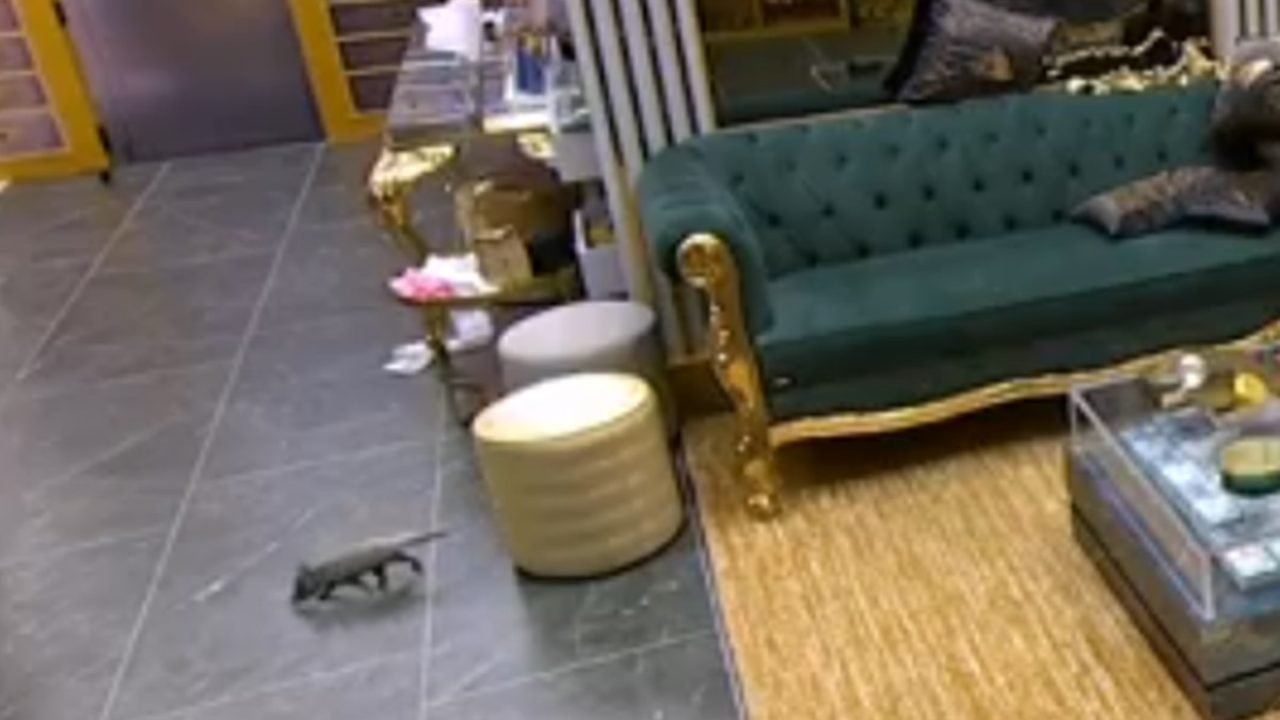 Um gambá foi visto circulando pela sala da casa do BBB 26. — Foto: 1 de 1 bbb-26