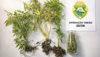 Policiais militares desmantelam estufa de maconha — Foto: Governo do Paraná